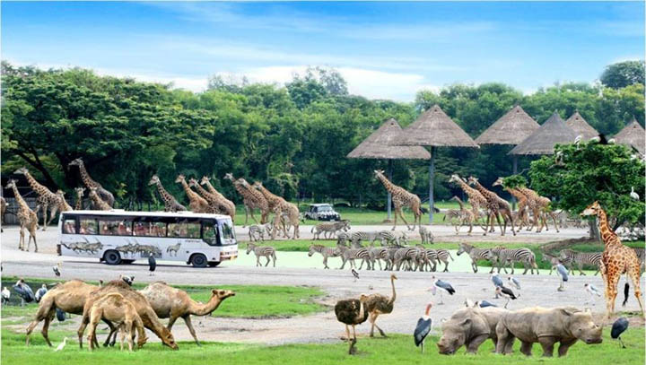 Tour Phú Quốc - Cáp Treo Hòn Thơm - Vinpearl Safari - Rạch Vẹm